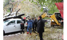 Acțiune de îndepărtare a arborilor cazuți în urma ninsorii - 20 aprilie 2017