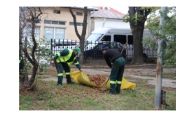 Utilaj de aspirat frunzele - 13 octombrie 2017