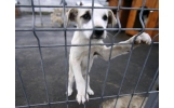 4 aprilie - Ziua Internațională a Animalelor fără stăpân