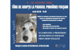 Târg de adopţii la padocul Primăriei Municipiului Focşani
