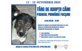 Târg de adopţii la padocul Primăriei Municipiului Focşani